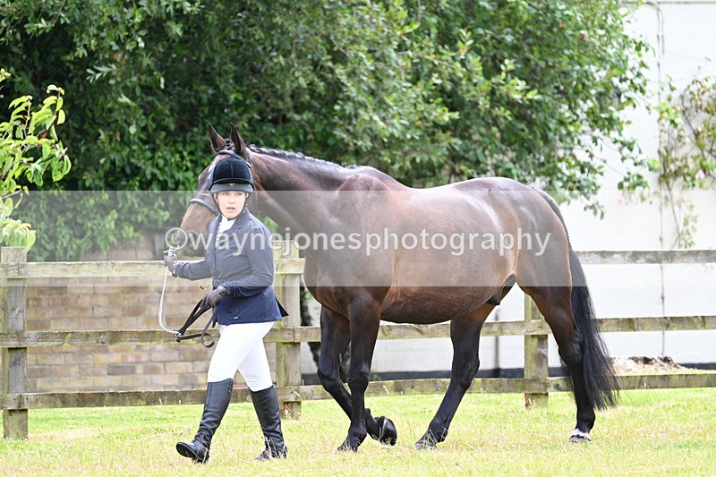WJ7_6836 - Class 5a Most Handsome Gelding in Hand