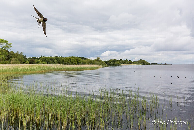 Swallow Flyby at Oxford Island - Nature