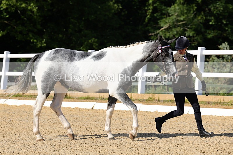 1X9A0757 - Class 4: Youngstock 1, 2, 3 year old to exceed 153cm