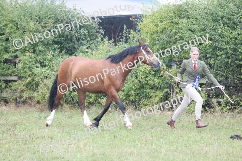 20250831-3078 - Inhand Championship