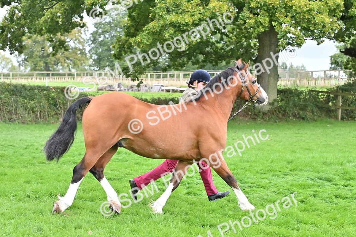 SBM_63247 - S49 - Mountain & Moorland In Hand Large Breeds