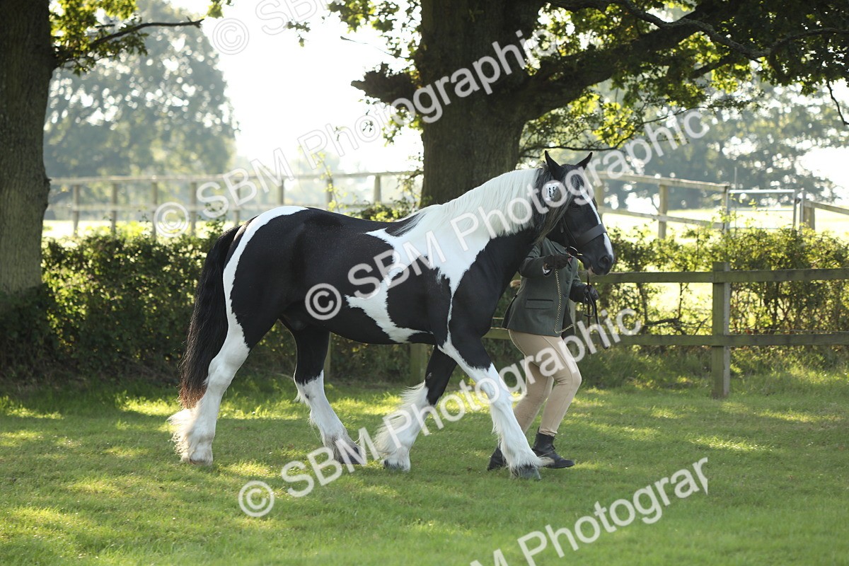 SBM_60900 - S43 - Coloured Pony In Hand