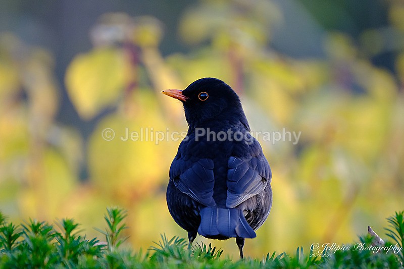  - Wildlife and Nature