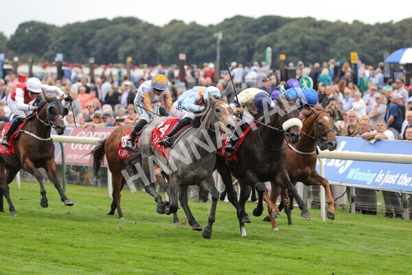 yr18082022r2-33 - Race 2 2.25pm Goffs UK Harry Beeby Premier Yearling Stakes