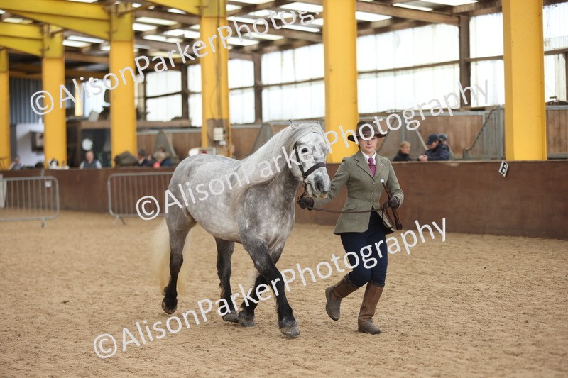 20251109-1040 - Class 28 - Mares 4 Years and over