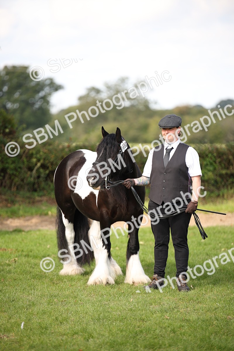 SBM_62306 - S55 - Traditional Cob In Hand