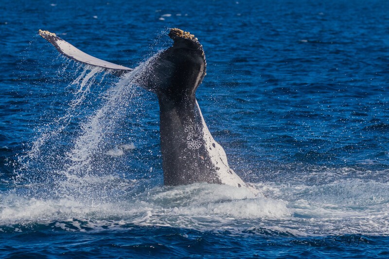Tail Slap 3. 0A3A9051 - 2025 Whales