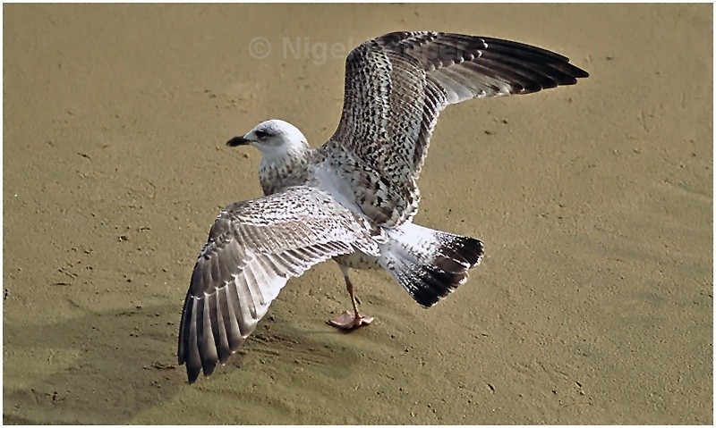 September 23rd 2004 - Leggy the Herring Gull