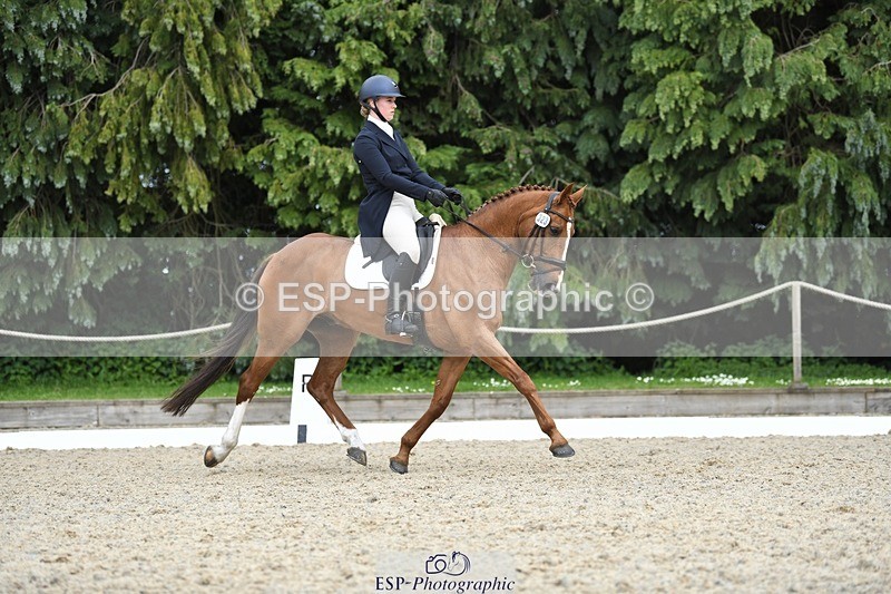 230525-144308-03165 - 323-CHESTNUT_BOBBY-Molly_Fletcher-WEDTrotUp+DR