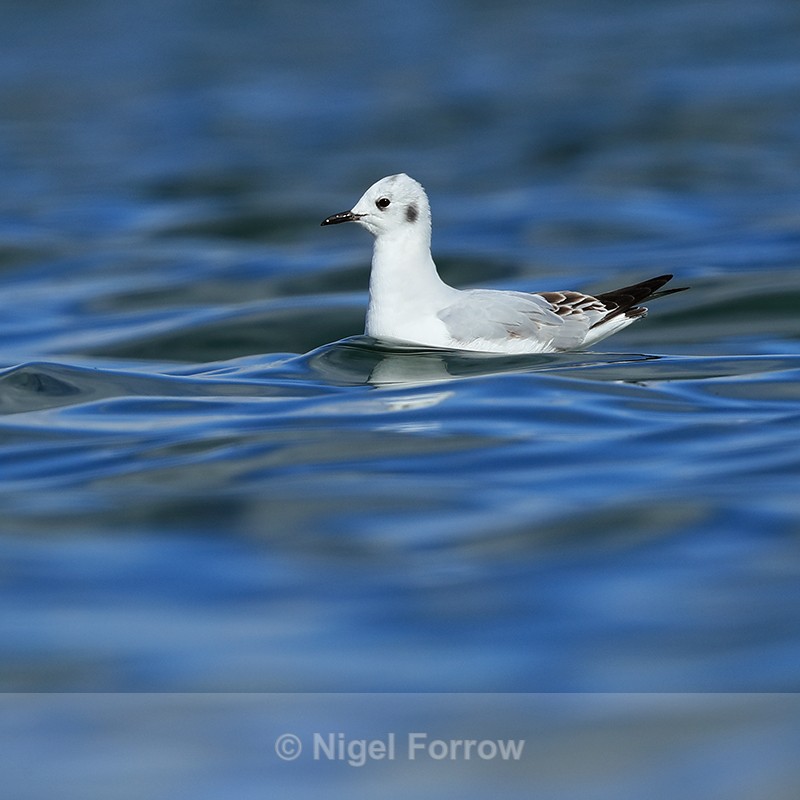 Bonaparte's Gull on water, Farmoor Reservoir - Bonaparte's Gull
