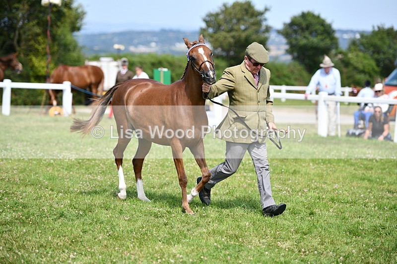 DSC_8345 - Class 68: Part Bred In Hand M & M