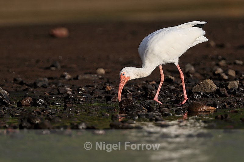 White Ibis looking for food under rock, Costa Rica - White Ibis