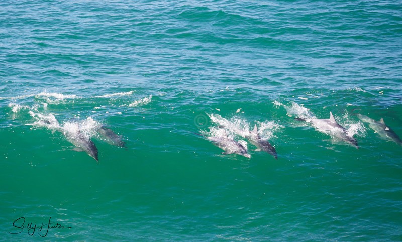 Dolphins in Wave 5