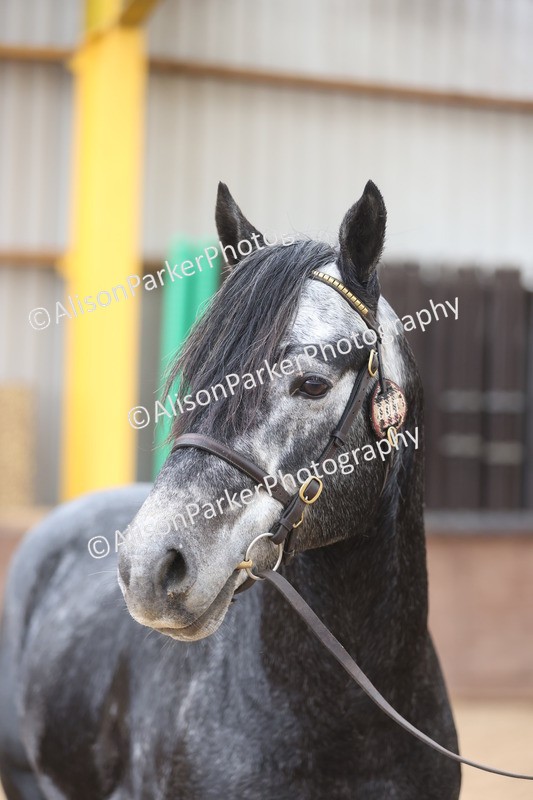 20251109-1021 - Class 27 - Stallions 4 Years and over