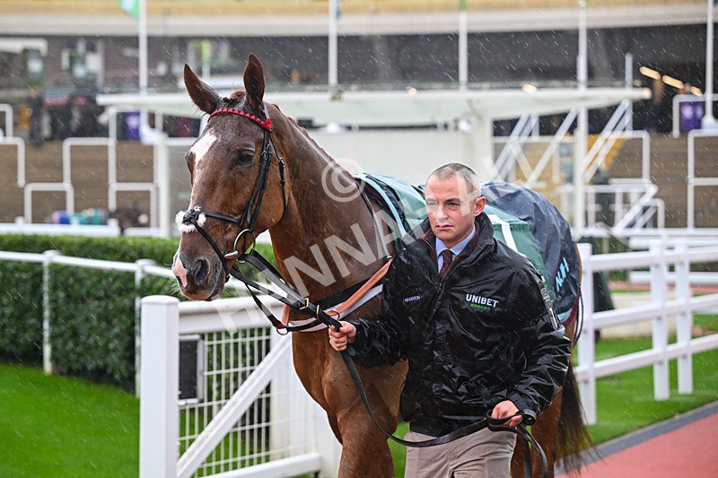 141125-Race 1-Bective Abbey-8743 - Race 1