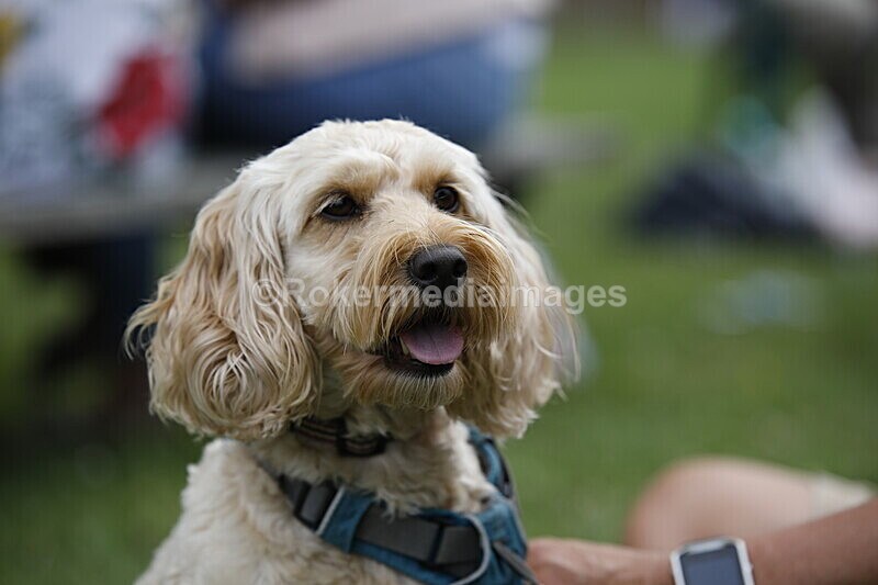  - Elmstock 2019..the people