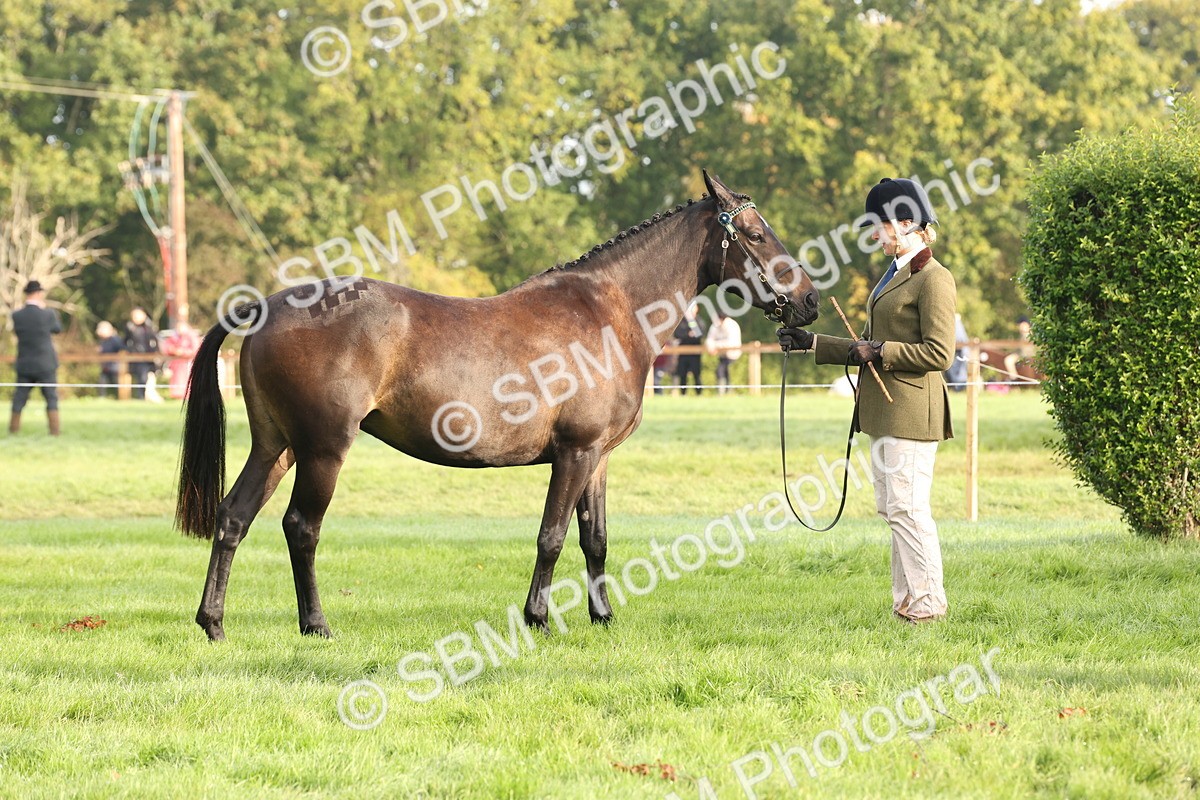 SBM_54992 - S52 - Riding Horse & Hack & thoroughbred In Hand