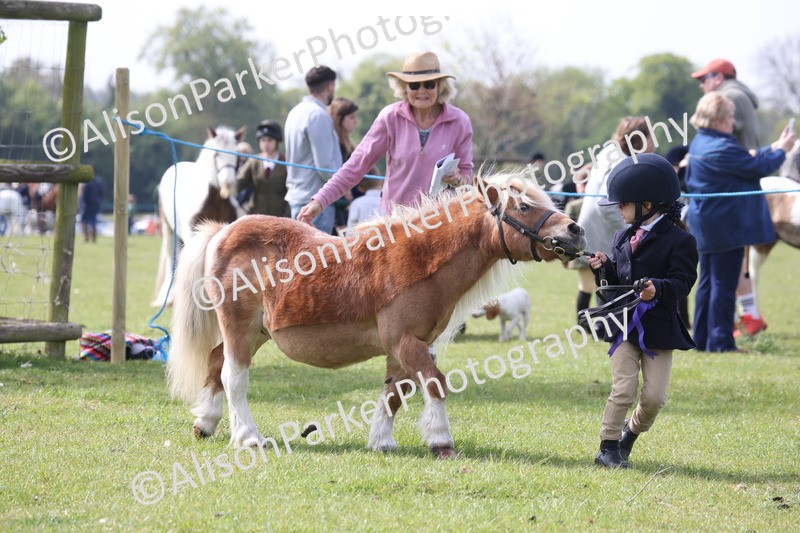 20260426-3166 - Class 26 - Shetland Ponies and Minitures