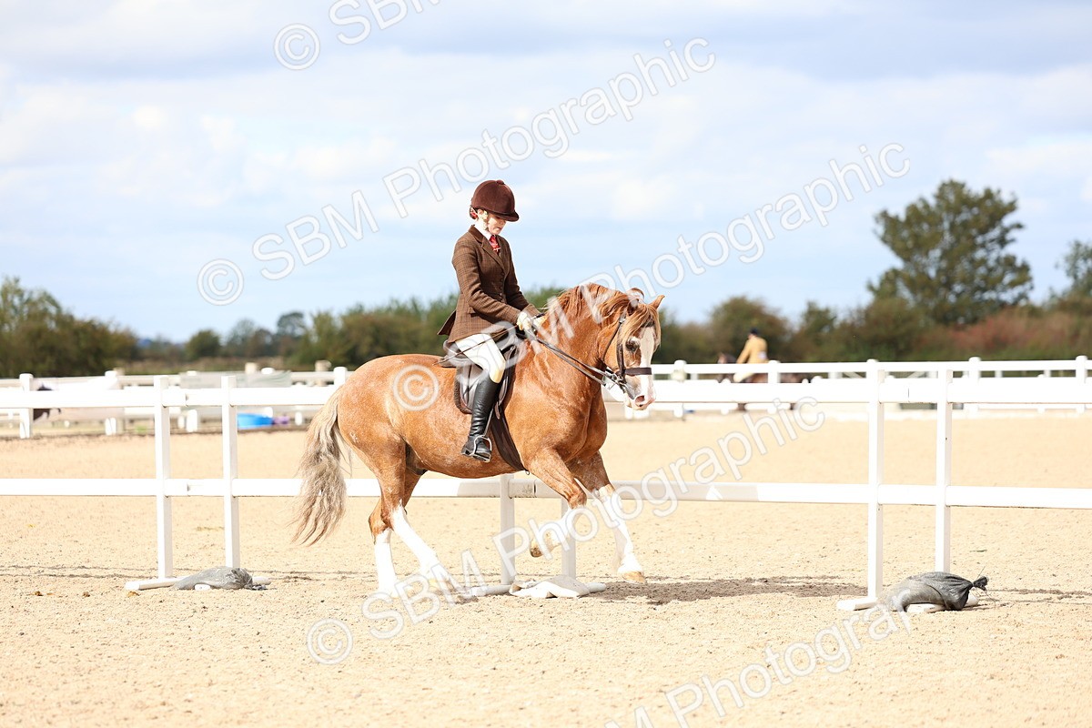 SBM_15779 - Class 314 - Family Horse - Pony