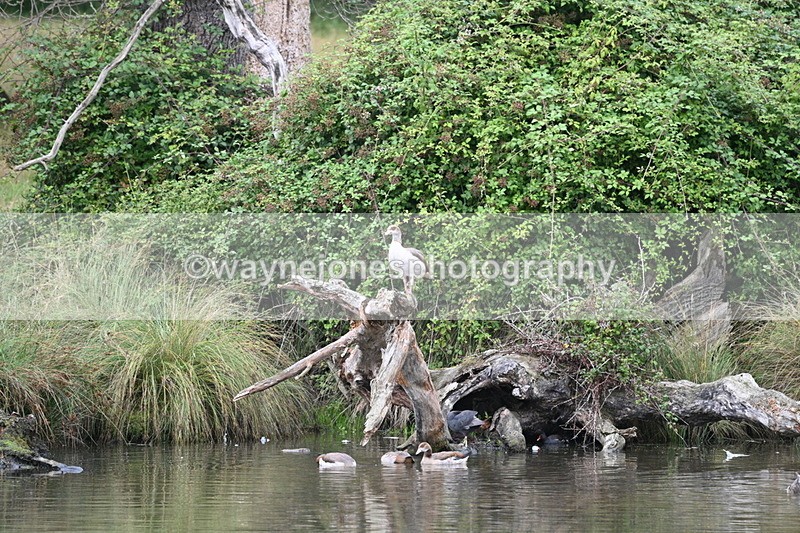 WJ7_9739 - Time at Water 12:24 to 13:32