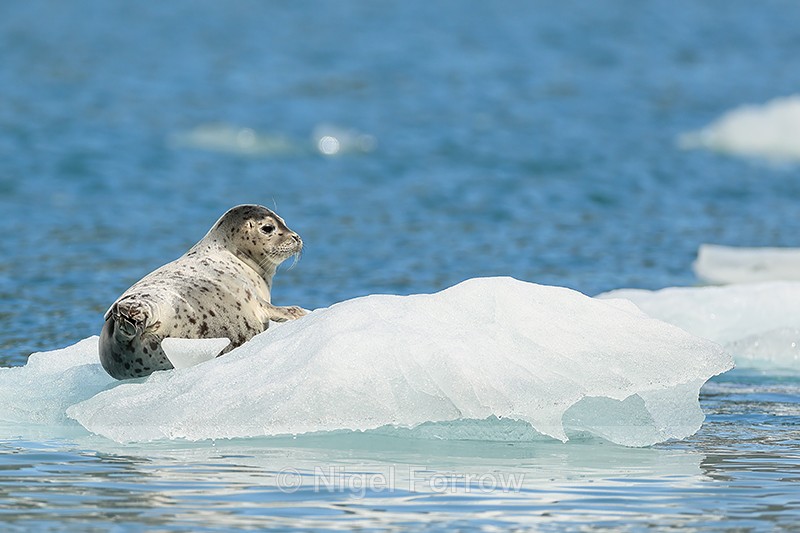 Common Seal resting on ice, Surprise Inlet, Alaska - Seal