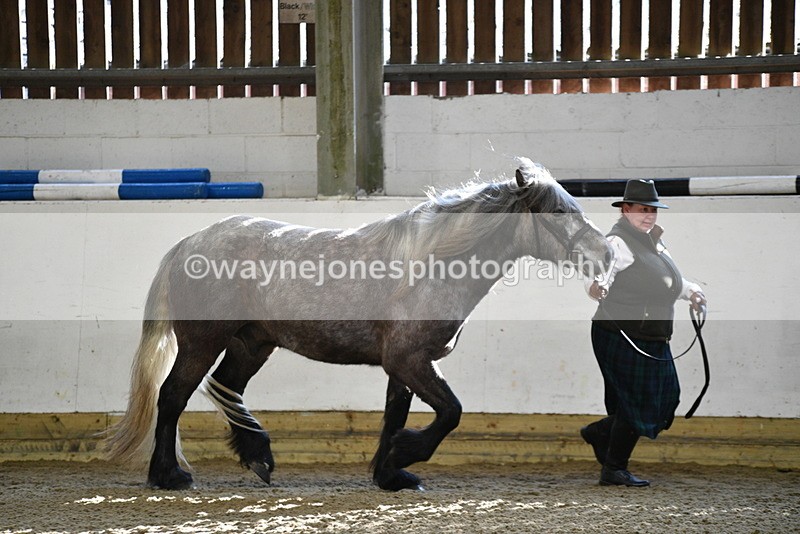WJ5_3469 - Class 1 Youngstock