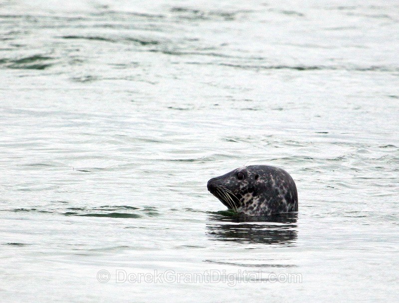 Grey Seal - Mammals, Reptiles & Amphibians