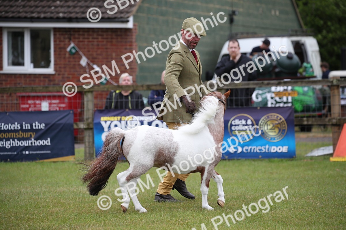 SBM_03713 - Class 23-25 - British Miniature Horse of the Year