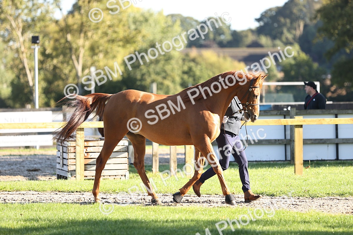 SBM_15706 - S1 - TSR in Hand Horse & Pony Showing