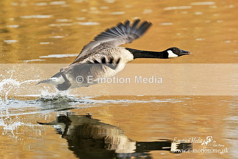 Canada Goose 080415 - Nature