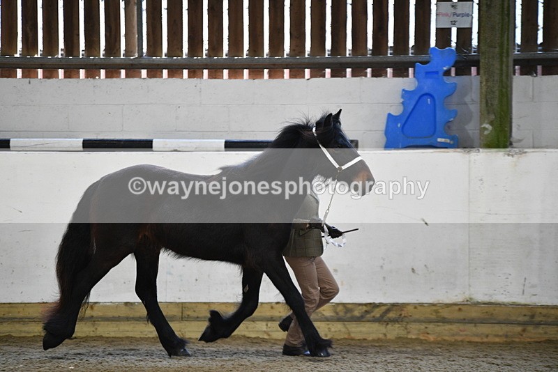 WJ5_3493 - Class 1 Youngstock