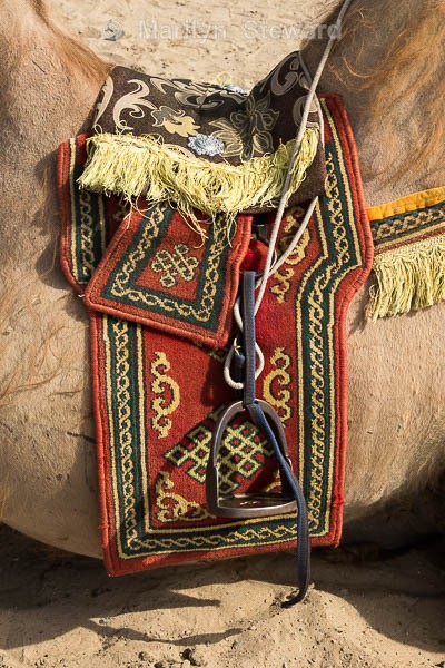 Camel saddle detail - Mongolia