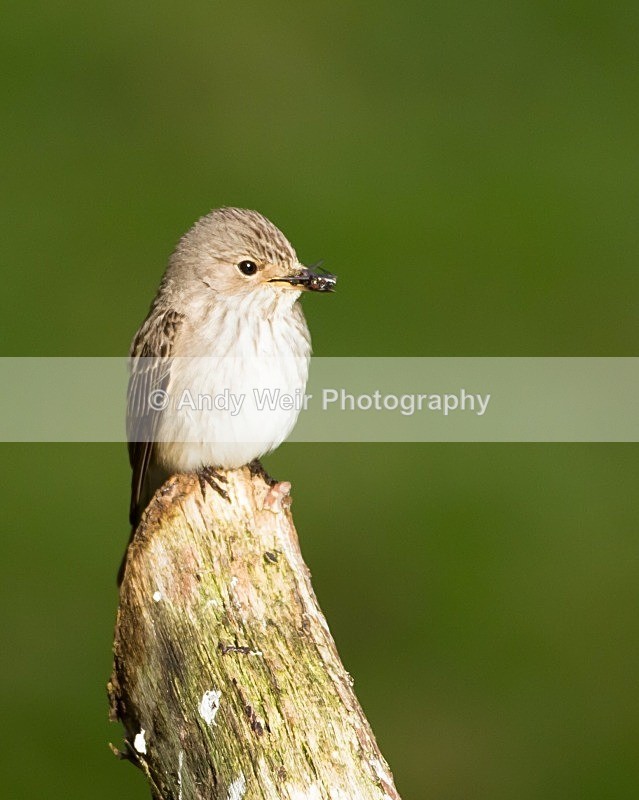 20110615-IMG_5911 - Flycatchers