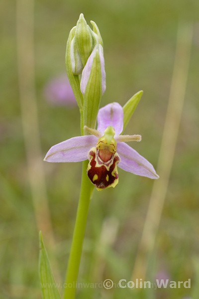 Bee Orchid.  Ref 8713 - macro and nature.