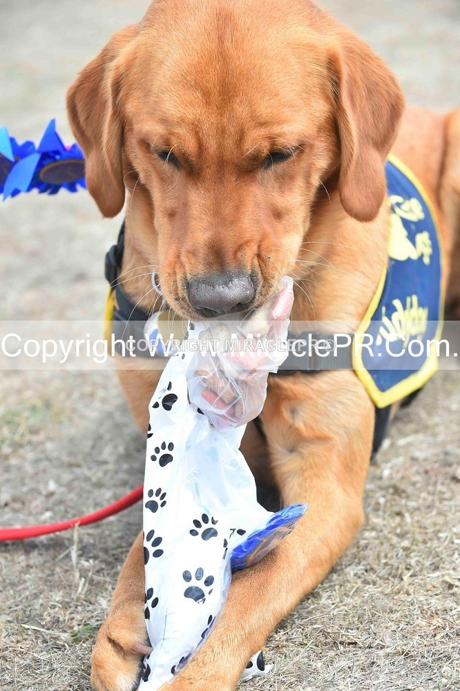 SH4_0309 - Dog show.