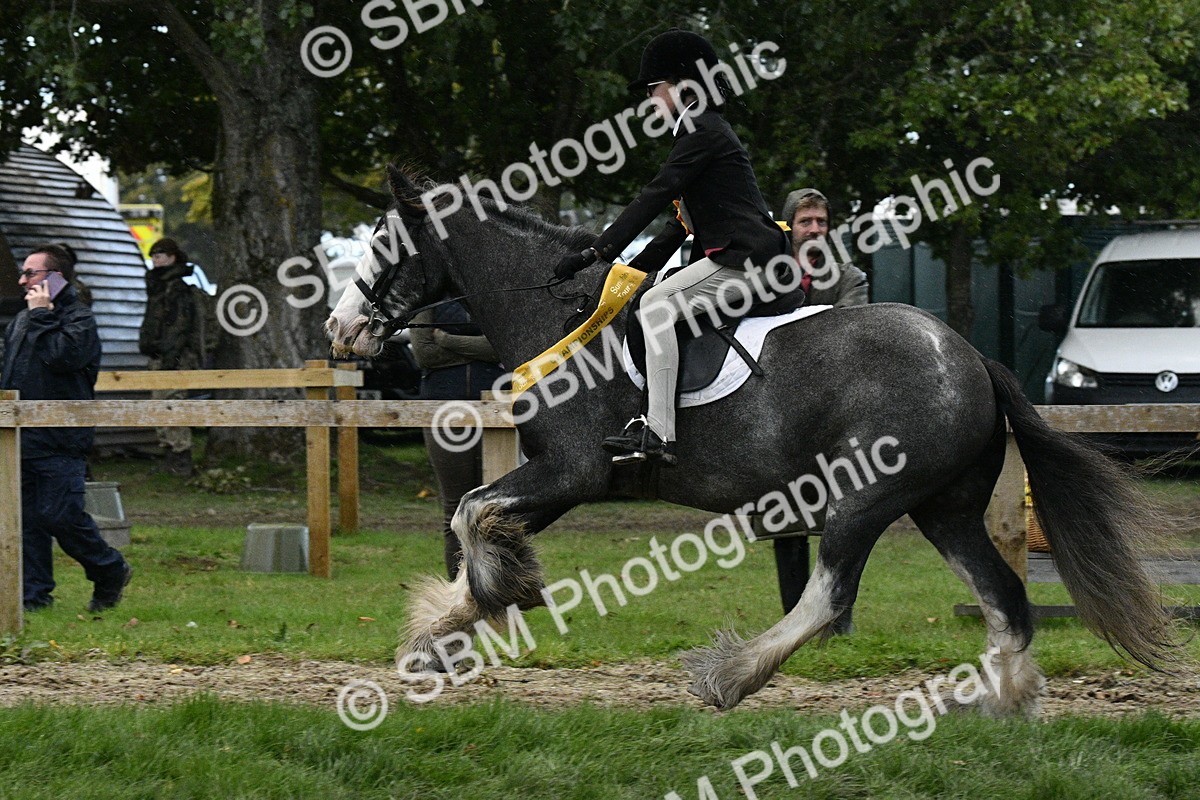 SBM_53329 - S14 - Riding Club Horse