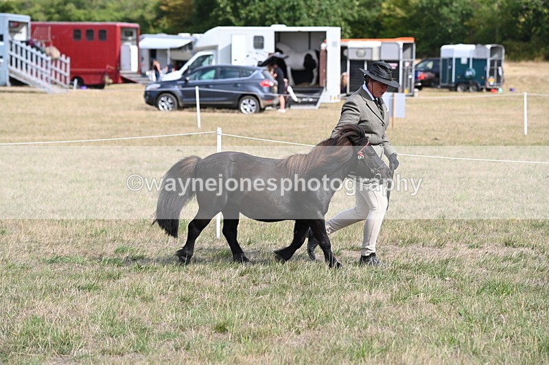 WJ6_6818 - Class 21 Shetland & Mini Horses