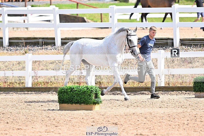 240717A-155108-03105 - Trot Up 3pm to 4pm