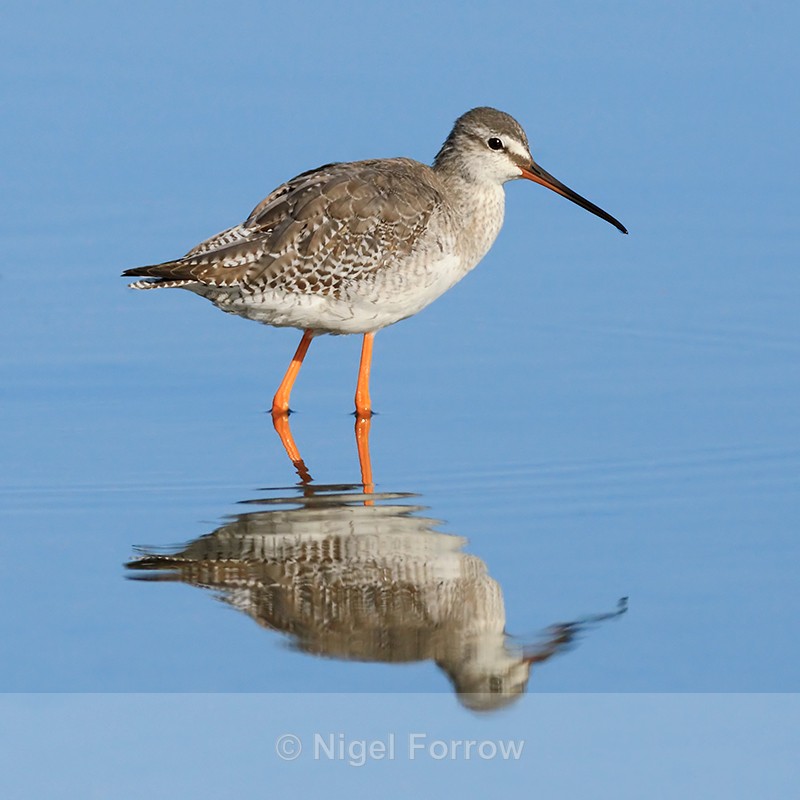 Spotted Redshank reflection in the lagoon on Brownsea Island - Spotted Redshank