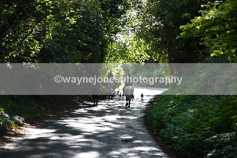 WJ7_6039 - Hounds Water Crossing