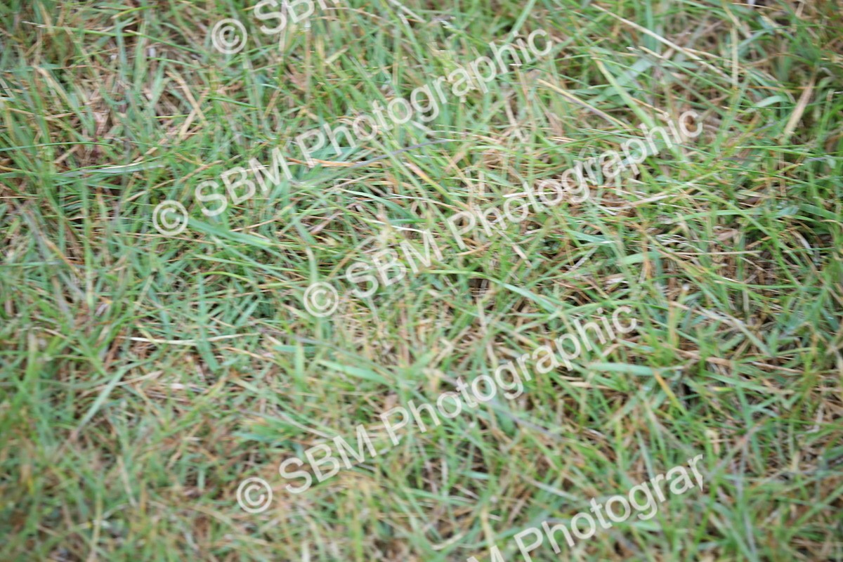 SBM_00106 - Class 17-20 - Arab & Part Bred - Anglo Arab In Hand