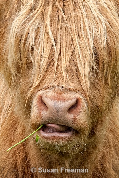 Tasty - Other Animals