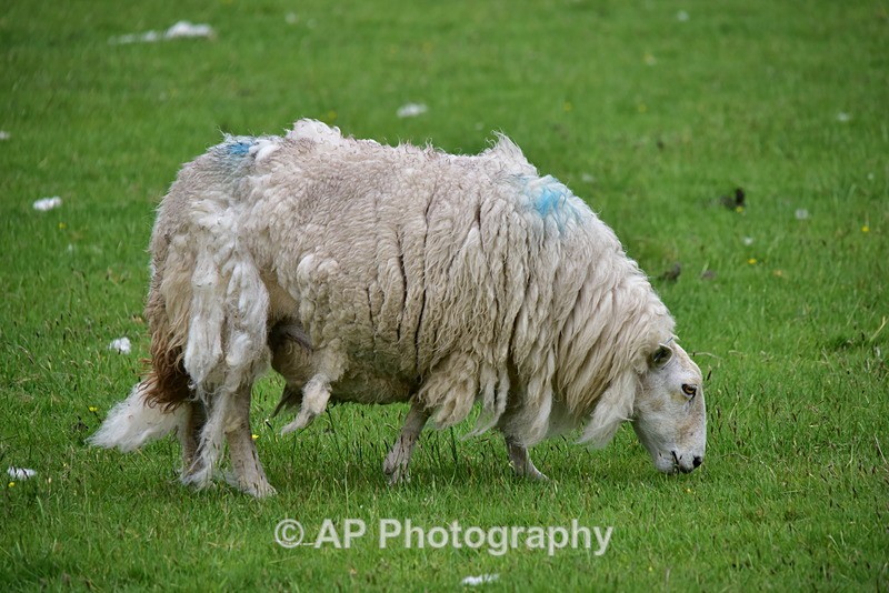 ACP_3964 - Sheep