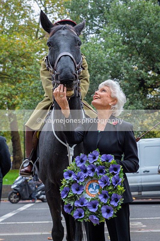 NGP_8141 - 2024 Animals in War Remembrance Gathering