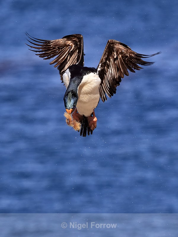 Imperial Shag slowing to land at colony, Carcass Island, Falklands - Imperial Shag