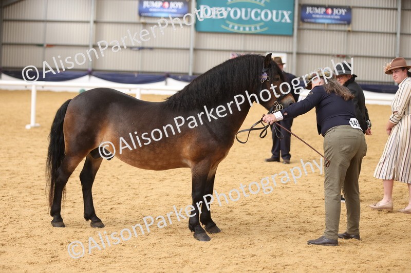 20260913-1755 - Class 117 - Stallion 4years and over
