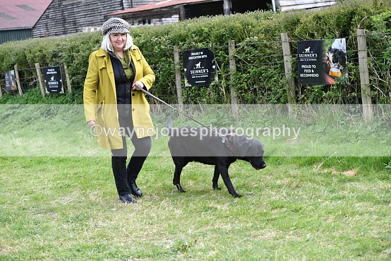 WJ5_9461 - Class 3 Most Handsome Dog