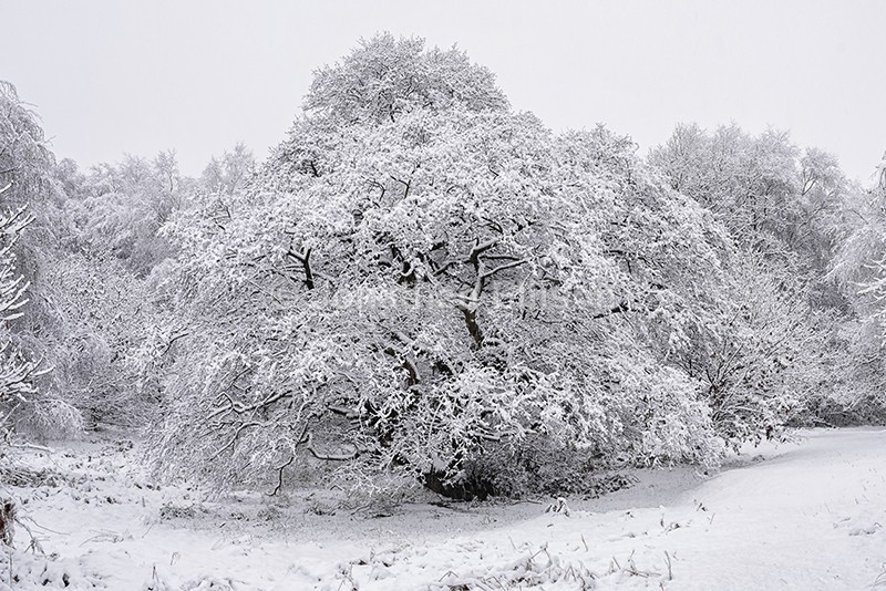 Winter Oak - Rivington And Surrounding Areas