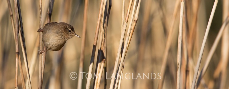 Wren - All Other Birds