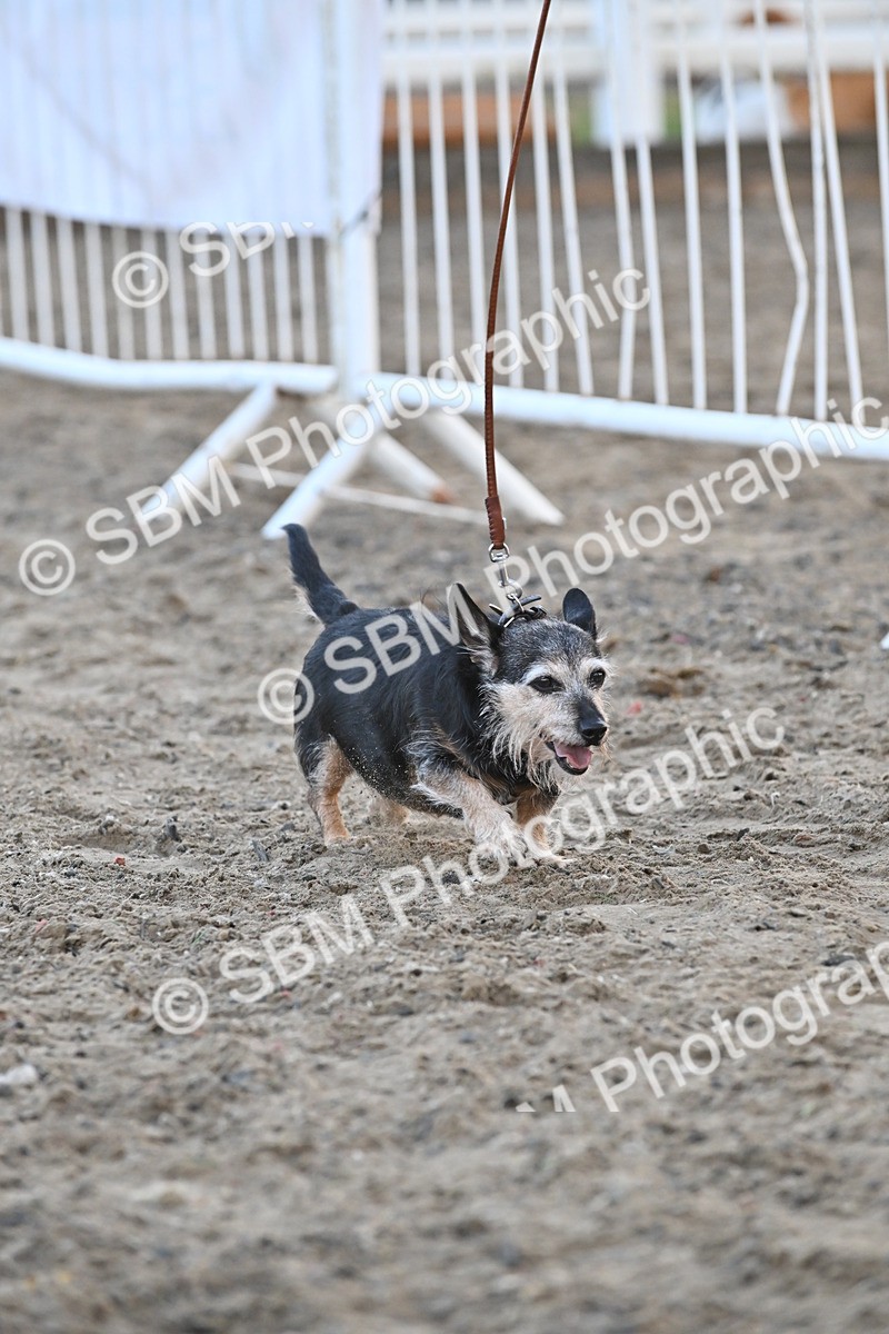SBM_09560 - Lorry Dogs